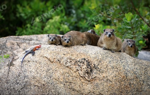 Preview: Hyrax animals and a lizard on a rock in Savanna in Tanzania