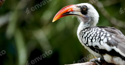 Preview: A beautiful Southern Yellow-billed Hornbill