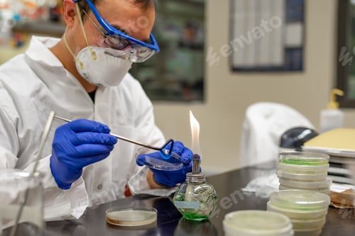 Preview: Researcher platting bacterial inoculations in agar plate