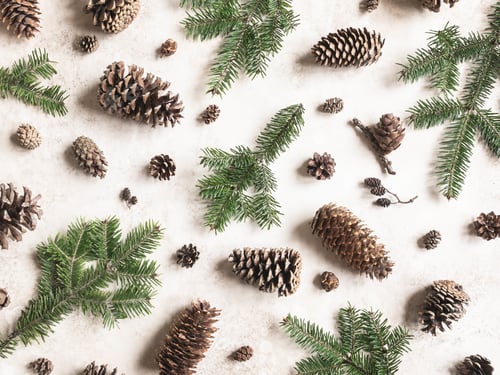 Preview: Various conifers cones and fir branch background