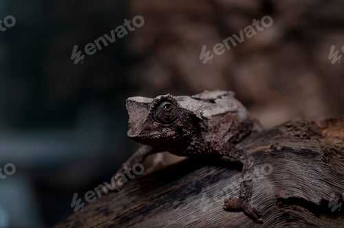 Preview: panther chameleon isolated on black background