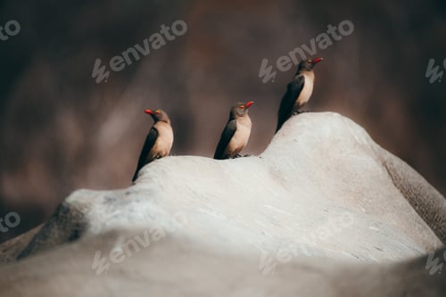 Preview: Birds on a rhino back in the Kruger national safari park