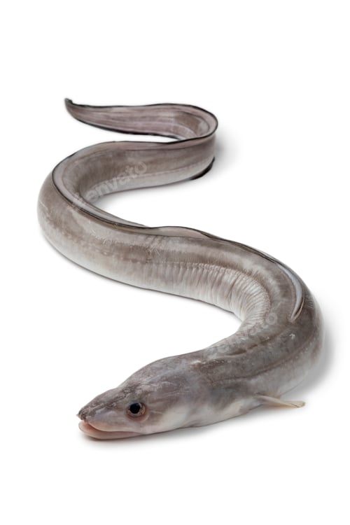 Preview: Fresh raw european conger eel