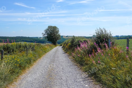 Preview: Gravel road surrounded by lush greenery and flowers