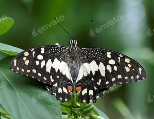 Preview: Close-up of a butterfly with open wings resting on green leaves in a natural setting