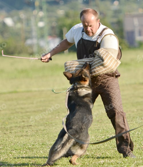 Preview: Police Dog Outdoor Training Process