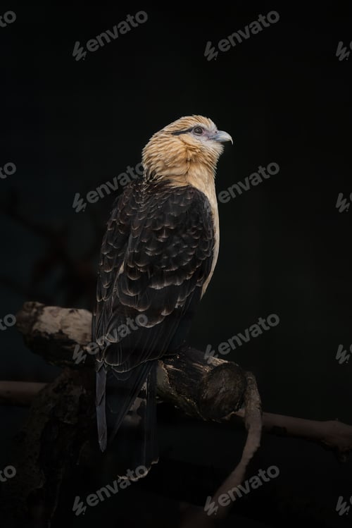 Preview: Serene Himakhima (Milvago chimachima) bird perched on a tree branch