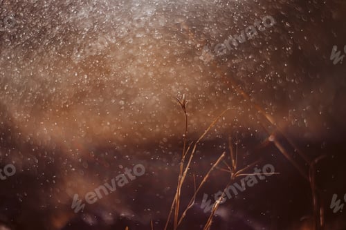 Preview: Long summer dry grass against a sunset. Nature background