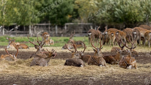 Preview: deer herd on a farm in autumn