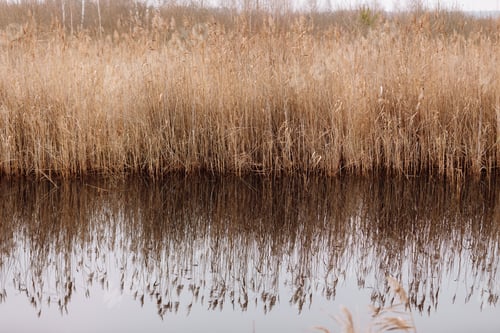 Preview: Thickets of dry reeds near the river. Beige line in the countryside with shrubs near the lake on