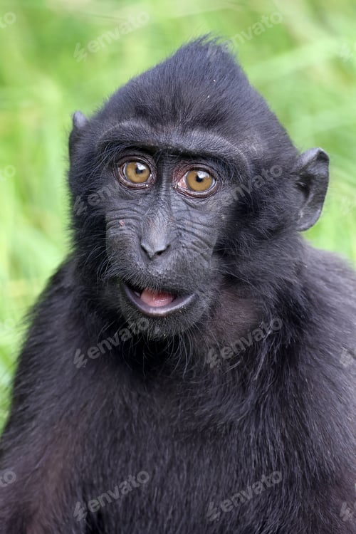 Preview: A Crested macaque (Macaca Nigra)