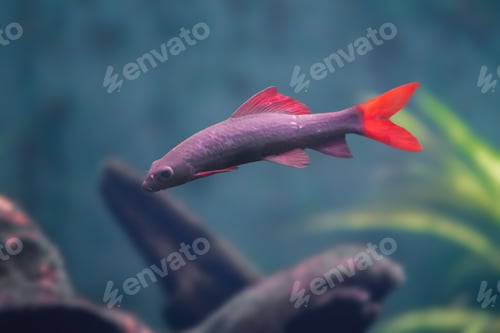 Preview: Rainbow Sharkminnow (Epalzeorhynchos frenatum) - Freshwater Fish