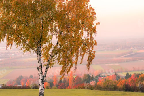 Preview: Autumn tree