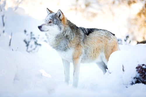 Preview: Snowy wolf stands in beautiful winter forest