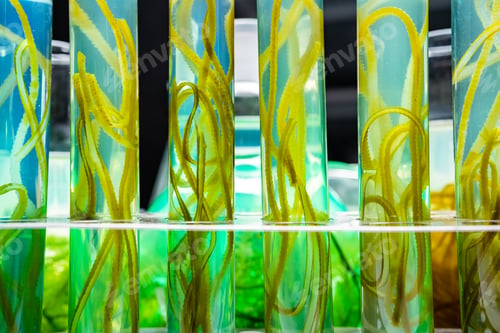 Preview: green alga laboratory research, alternative biofuel energy technology, biotechnology concept
