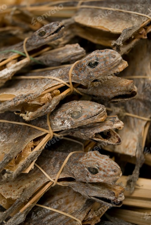 Preview: dried lizards in market singapore asia