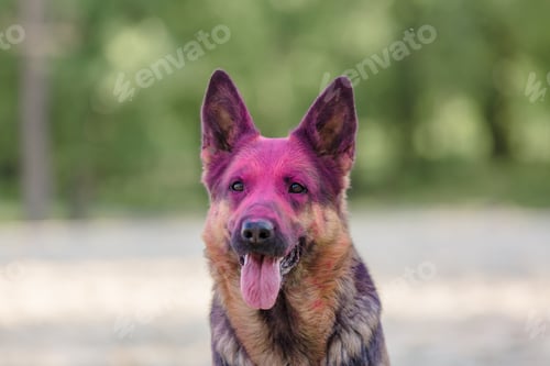 Preview: German shepherd dog playing on the beach with pink holi colors. Holi festival. Dog holi photo.