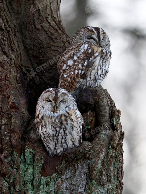 Preview: Tawny owl (Strix aluco)