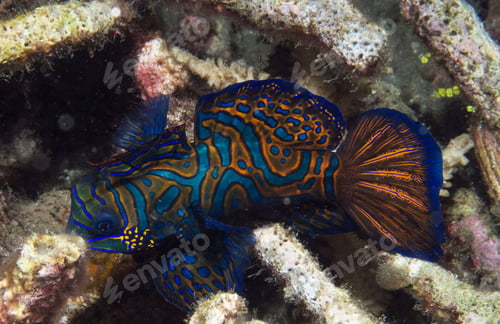Preview: Underwater Photograph surrounded by coral reef scene