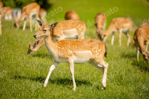 Preview: Reindeers on the foothills of Jelenov Greben in Slovenia