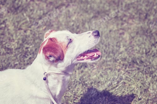 Preview: Color toned portrait of a young Jack Russell Terrier