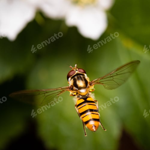Preview: Macro shot of Episyrphus balteatus, the marmalade hoverfly during flight.