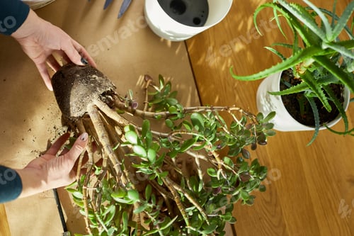 Preview: Woman transplanting Crassula plant into new pot at home