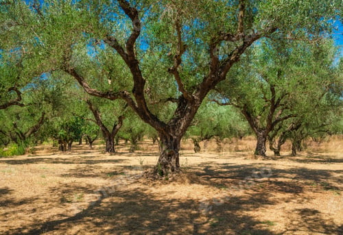 Preview: Olive trees in the garden. Agriculture in Greece.