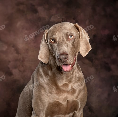 Preview: Weimaraner dog sitting friendly, studio portrait on brown backdrop