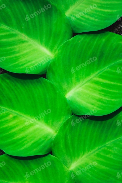 Preview: Texture of green tropical plant growing on wall. Tropical jungle pattern