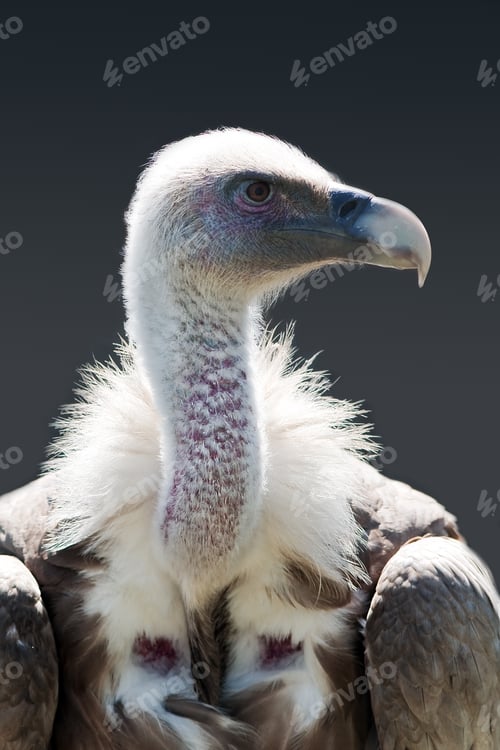 Preview: vulture