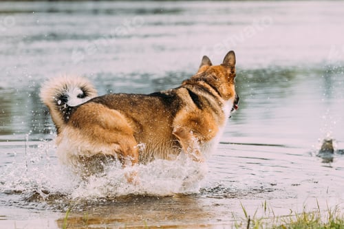 Preview: Funny mixed breed Dog Play With Walking In River water