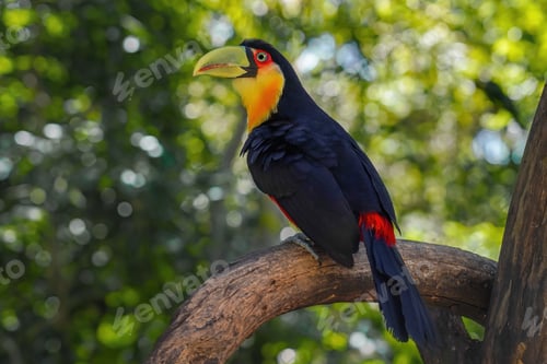 Preview: Red-breasted toucan or Green-billed toucan (Ramphastos dicolorus)