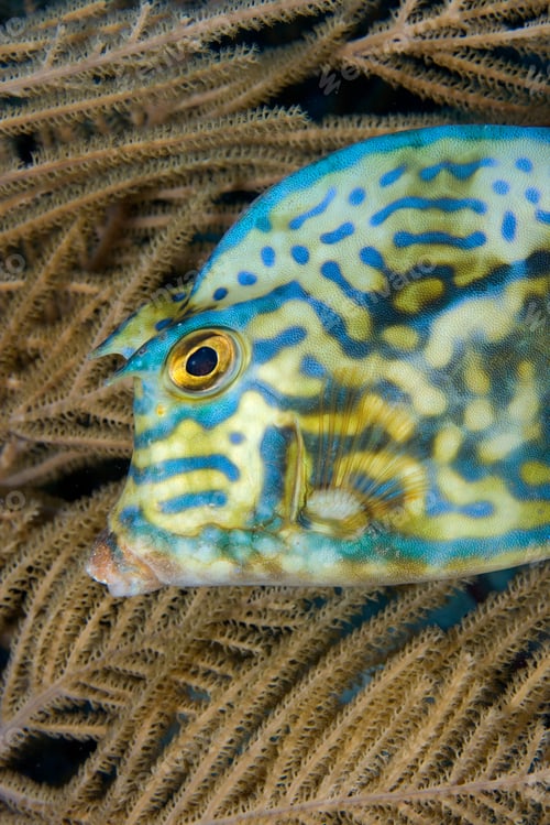 Preview: Scrawled trunkfish.