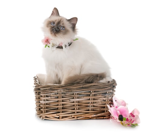Preview: birman kitten in studio