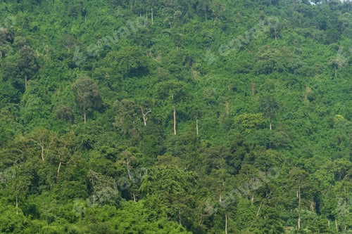 Preview: the tropical rain forest landscape view, Thailand