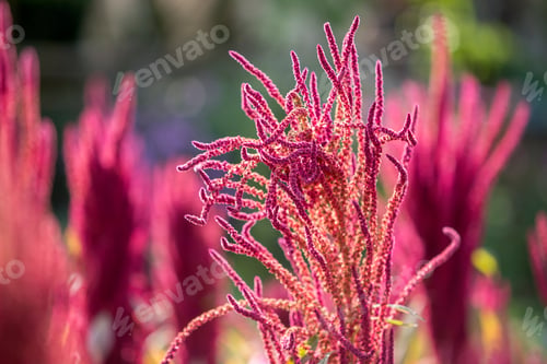 Preview: Isolated Indian red and green amaranth plant lit by sun on blurred blooming field and bright green