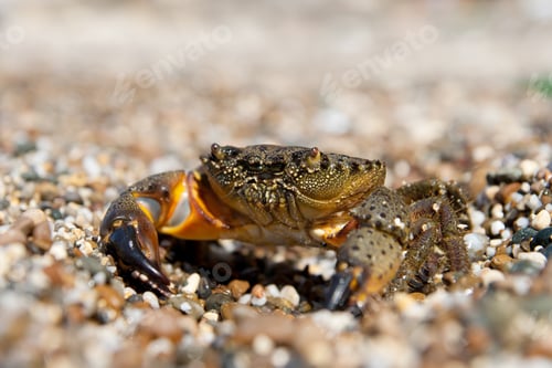 Preview: Stone Crab
