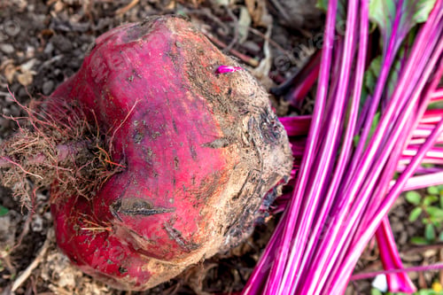 Preview: Sugar beets