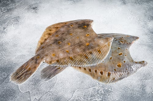 Preview: Raw whole flounder flatfish fish on kitchen table. White background. Top view