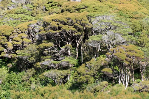 Preview: Karori Wildlife Sanctuary, New Zealand