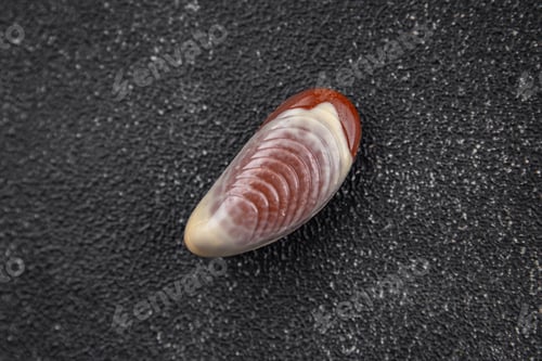 Preview: candy seashells delicious chocolate sweet dessert delicious healthy eating cooking appetizer meal