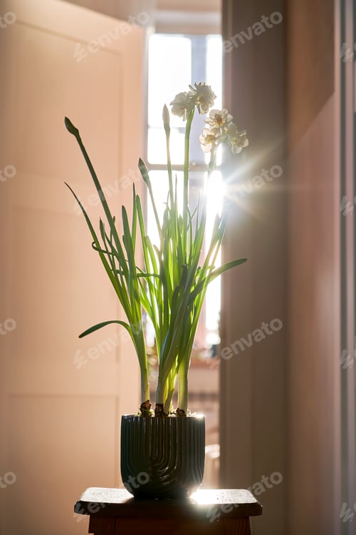 Vorschau: Narcissus in the home interior in sunlight.