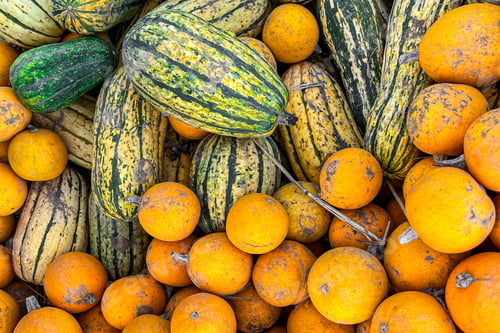 Preview: pumpkin fresh harvest different types and varieties of pumpkin outdoor copy space food background