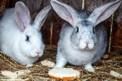 Preview: Pair rabbits on hay. The concept of a farm.