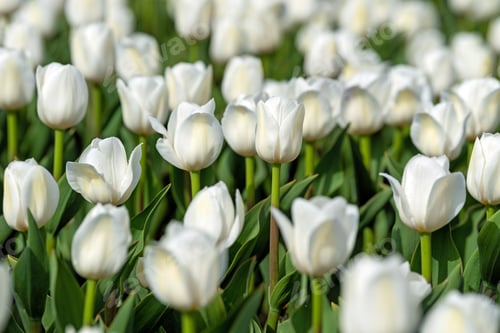 Preview: Spring fields of blooming tulip. Beauty outdoor scene