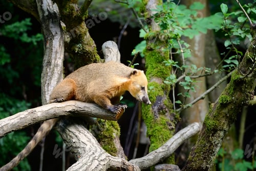 Preview: South American coati (Nasua) on tree branch