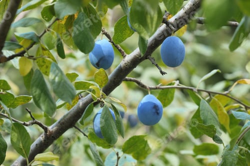 Preview: Ripe plums growing on tree in garden
