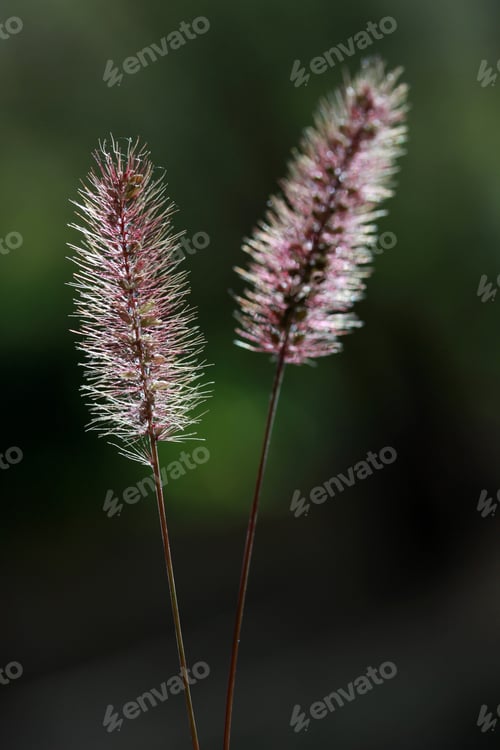 Preview: Plant background