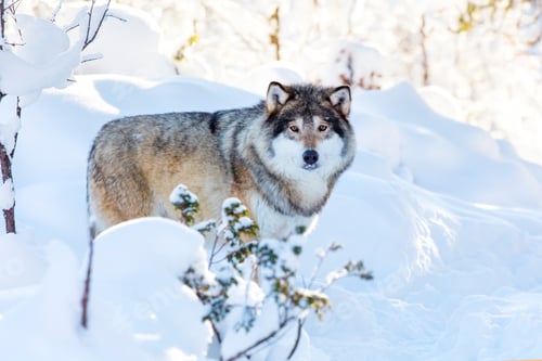 Preview: Snowy wolf stands in beautiful winter forest